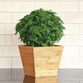 Bonsai Basil